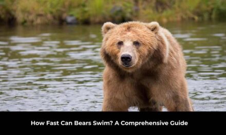 How Fast Can Bears Swim? A Comprehensive Guide