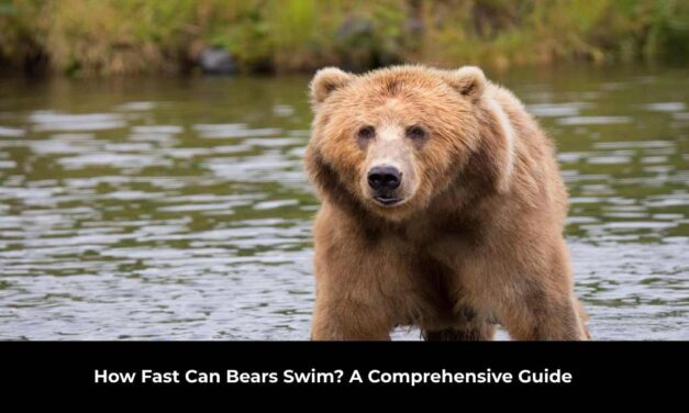 How Fast Can Bears Swim? A Comprehensive Guide