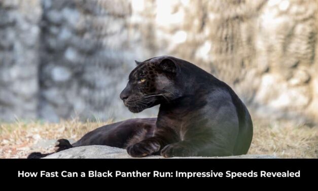 How Fast Can a Black Panther Run: Impressive Speeds Revealed