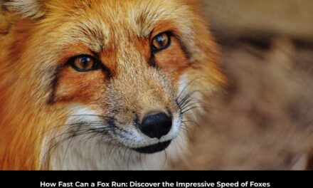 How Fast Can a Fox Run: Discover the Impressive Speed of Foxes