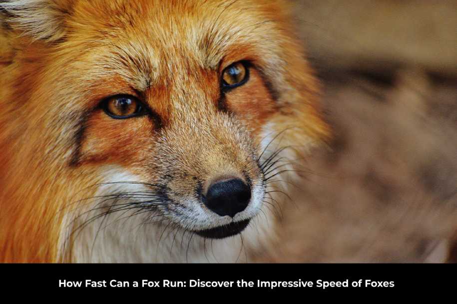 How Fast Can a Fox Run: Discover the Impressive Speed of Foxes