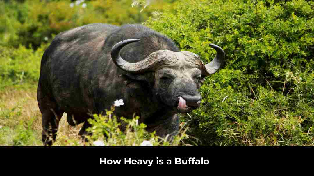 How Heavy is a Buffalo