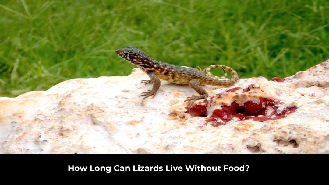How Long Can Lizards Live Without Food?