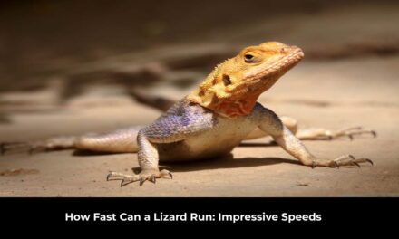 How Fast Can a Lizard Run: Impressive Speeds