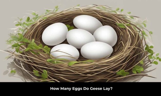 How Many Eggs Do Geese Lay?
