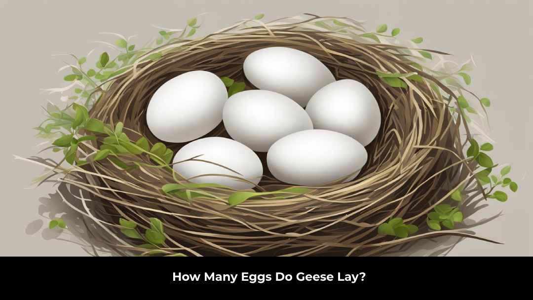 How Many Eggs Do Geese Lay?