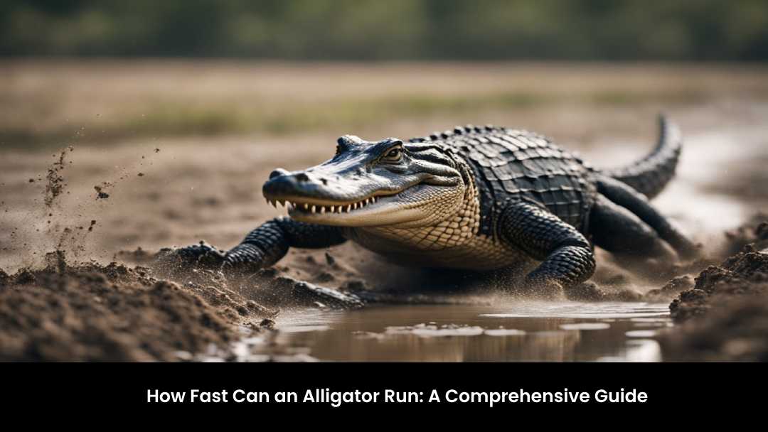 How Fast Can an Alligator Run: A Comprehensive Guide