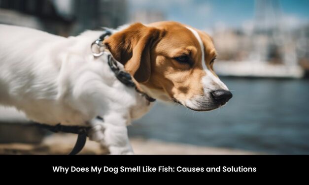 Why Does My Dog Smell Like Fish: Causes and Solutions