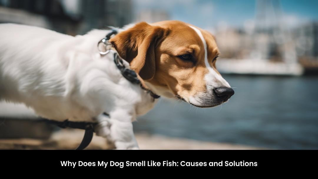 Why Does My Dog Smell Like Fish: Causes and Solutions
