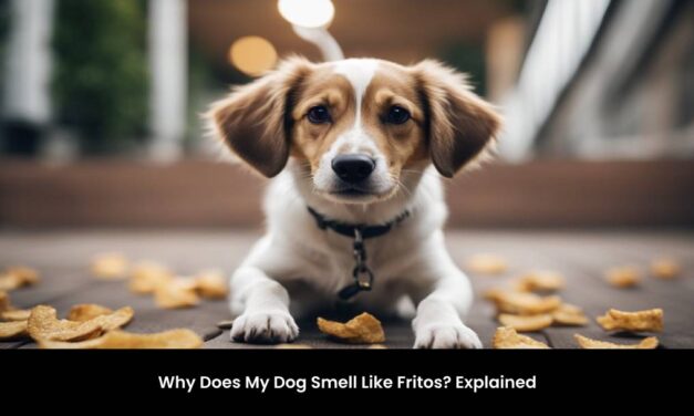 Why Does My Dog Smell Like Fritos? Explained