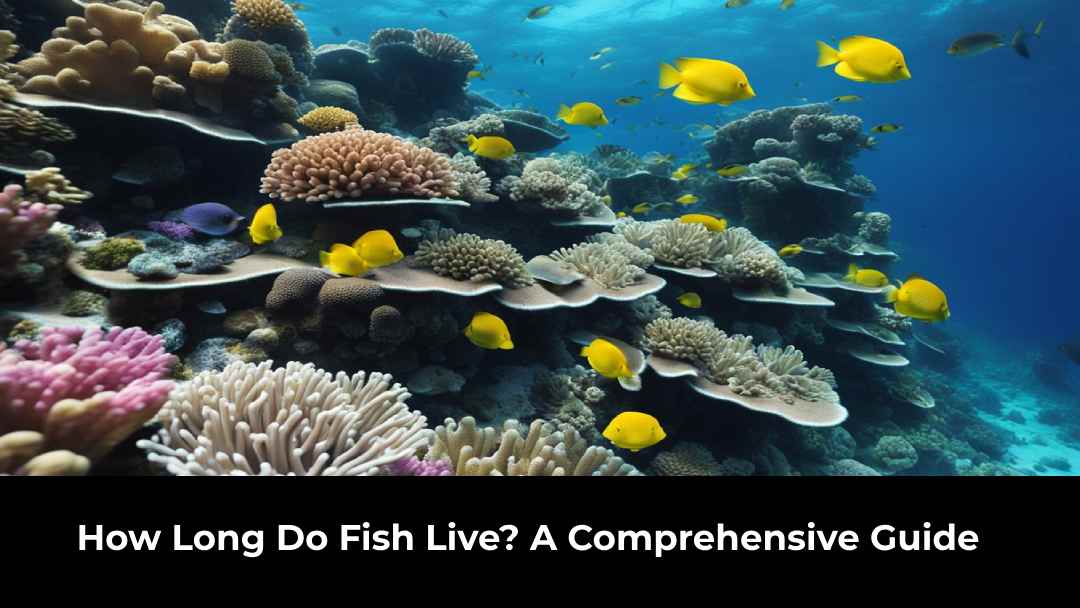 How Long Do Fish Live? A Comprehensive Guide